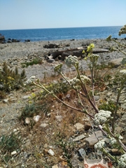 Seseli ponticum