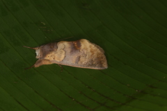 Hemiceras metastigma