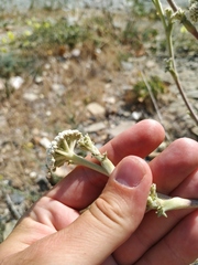 Seseli ponticum