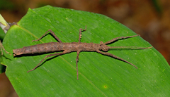 Creoxylus