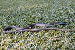 Tetradactylus africanus