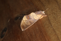 Hemiceras metastigma