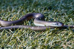 Tetradactylus africanus