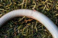 Tetradactylus africanus