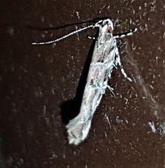 Anatrachyntis rileyi
