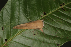 Hemiceras modesta