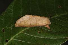 Hemiceras modesta