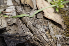 Maratus vespertilio