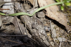 Maratus vespertilio