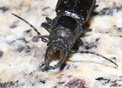 Nothopleurus lobigenis