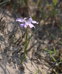 Moraea macrocarpa