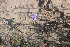 Moraea macrocarpa