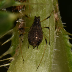 Uroleucon cirsii