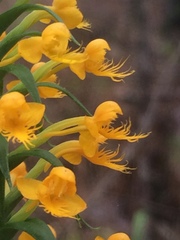 Platanthera cristata