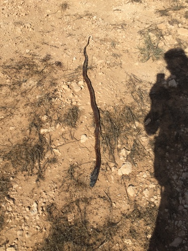 Egyptian Cobra