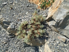 Astragalus arnacanthoides