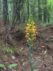 Platanthera cristata