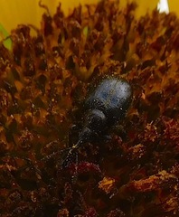 Haplorhynchites aeneus