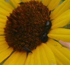 Haplorhynchites aeneus