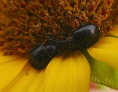 Haplorhynchites aeneus