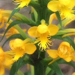 Platanthera cristata