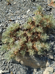 Astragalus arnacanthoides