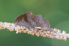 Hemiceras nigrescens