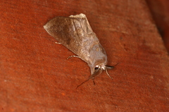 Hemiceras nigrescens