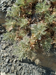 Astragalus arnacanthoides