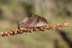 Hemiceras nigrescens