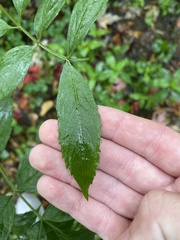 Sambucus canadensis