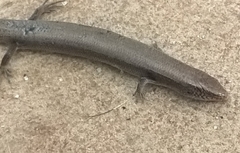 Chalcides bedriagai