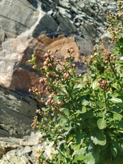 Scrophularia rupestris