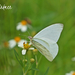 Mariposa Garabato Blanco - Photo (c) Ale Türkmen, algunos derechos reservados (CC BY-NC-SA), subido por Ale Türkmen