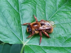Xylocopa tranquebarica