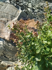 Scrophularia rupestris