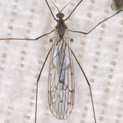 Symplecta cana