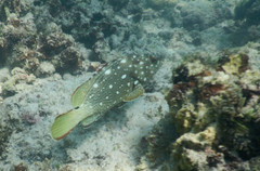 Epinephelus labriformis