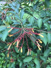 Hamelia patens glabra