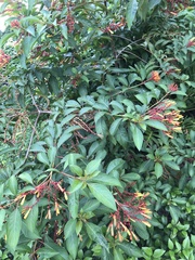 Hamelia patens glabra