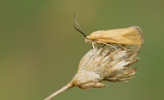 Brachodes