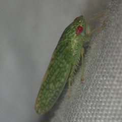 Rugosana
