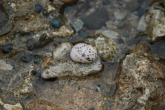 Nerita plicata