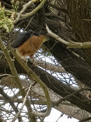 Accipiter rufiventris