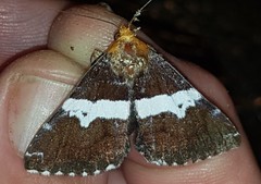 Buzara latizona