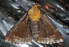 Buzara latizona