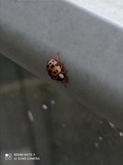 Harmonia axyridis