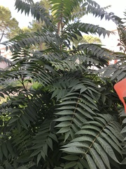 Ailanthus altissima