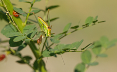 Poecilimon macedonicus