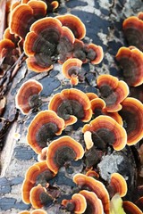 Stereum insignitum